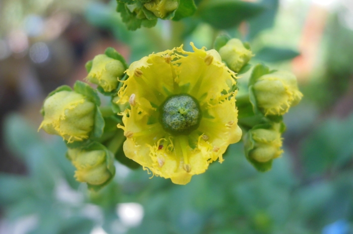 Ruta graveolens image