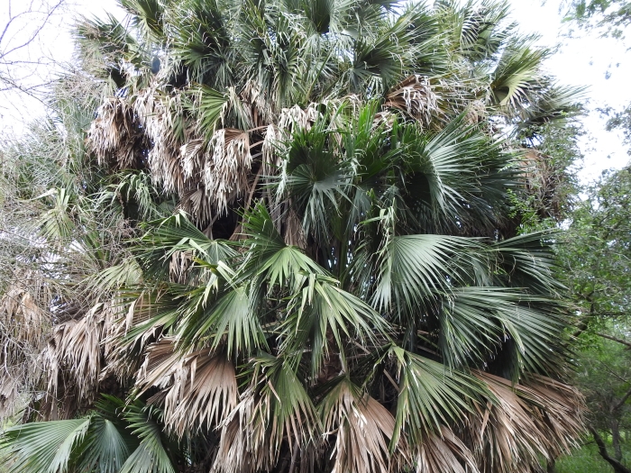 Sabal mexicana image