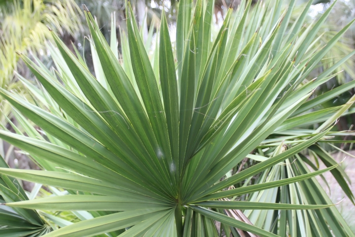 Sabal minor image