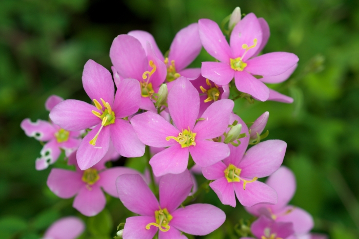 Sabatia angularis image