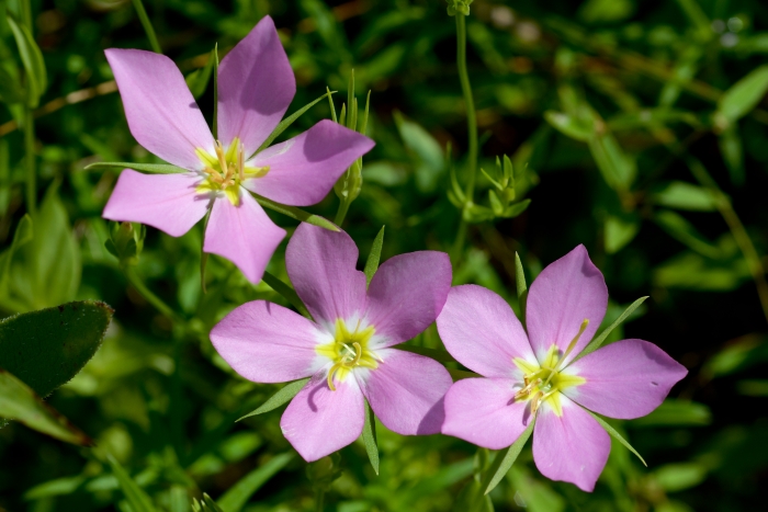 Sabatia campestris image