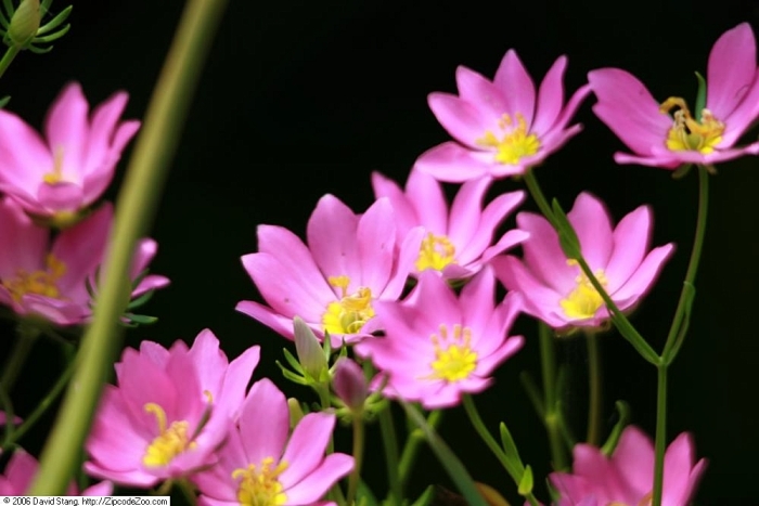 Sabatia dodecandra image