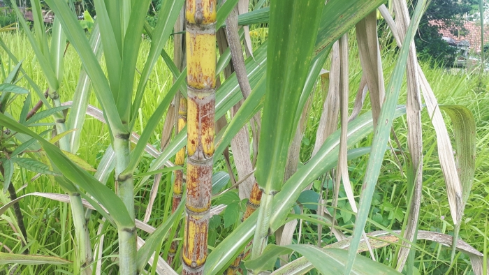 Saccharum officinarum image