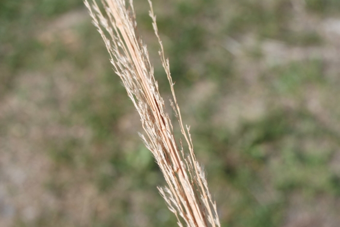 Saccharum ravennae image
