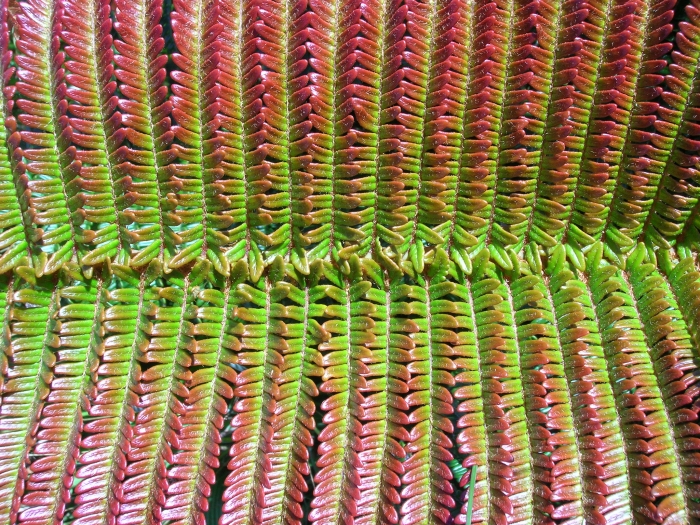 Sadleria cyatheoides image