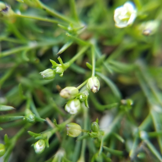 Sagina decumbens image