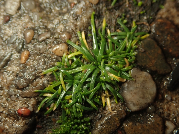 Sagina procumbens image