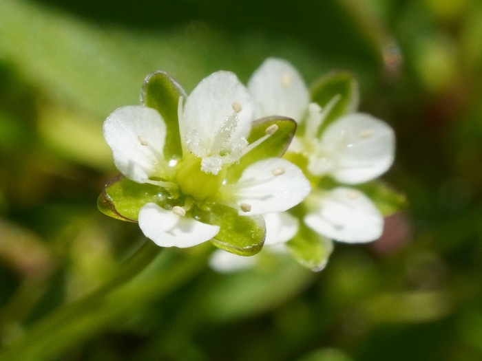 Sagina saginoides image