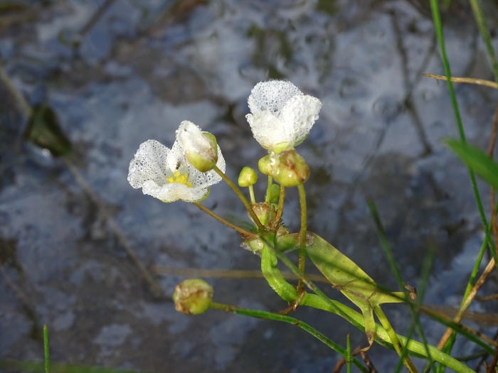 Sagittaria rigida image