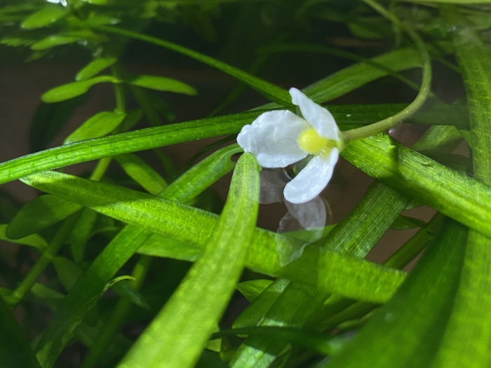 Sagittaria subulata image