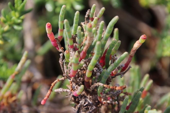 Salicornia pacifica image