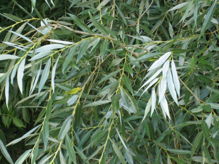Salix alba image