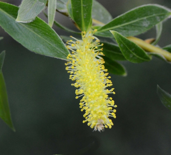 Salix vitellina image