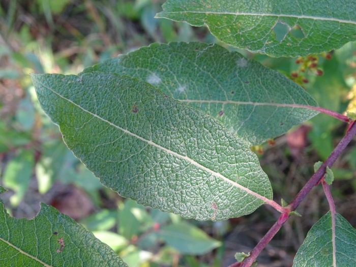 Salix bebbiana image