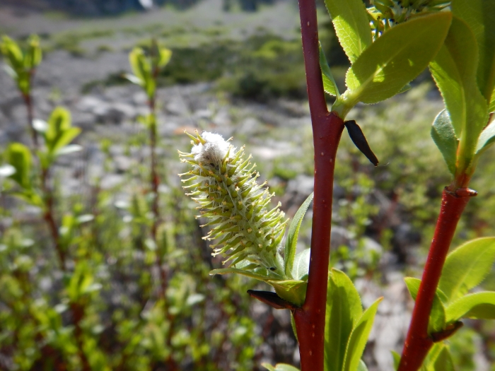 Salix boothii image