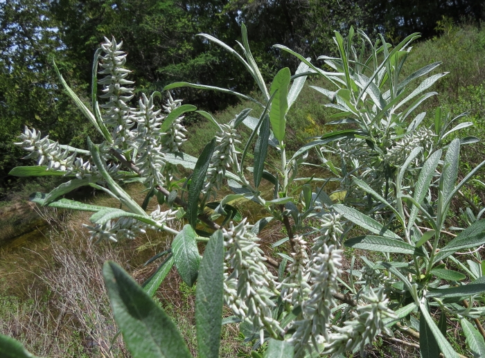 Salix candida image