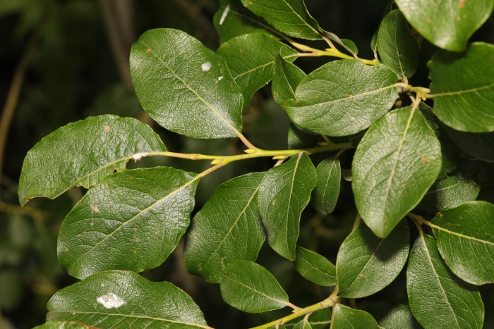 Salix caprea image