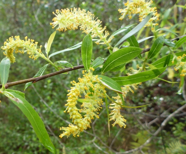 Salix caroliniana image