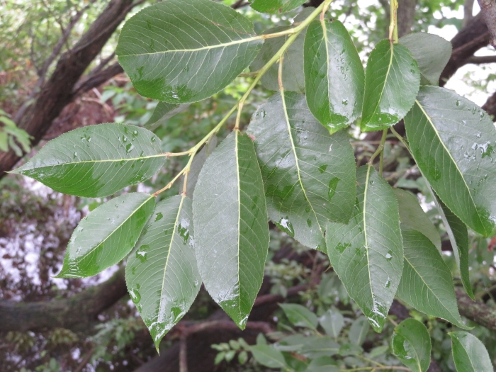 Salix chaenomeloides image