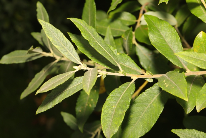 Salix cinerea image