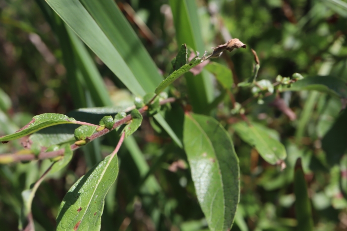 Salix cordata image