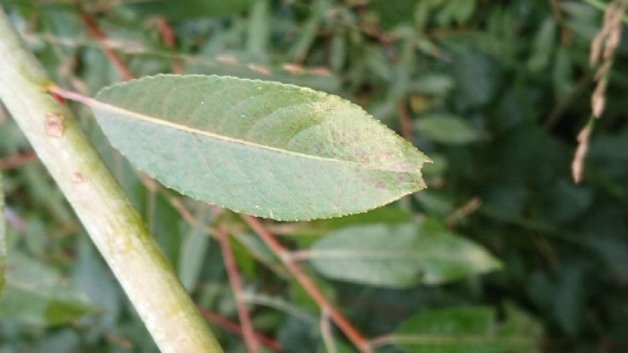 Salix daphnoides image