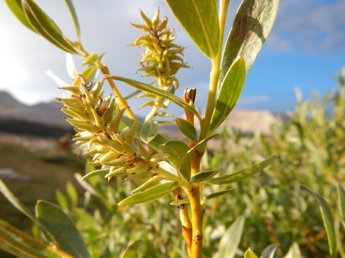 Salix eastwoodiae image