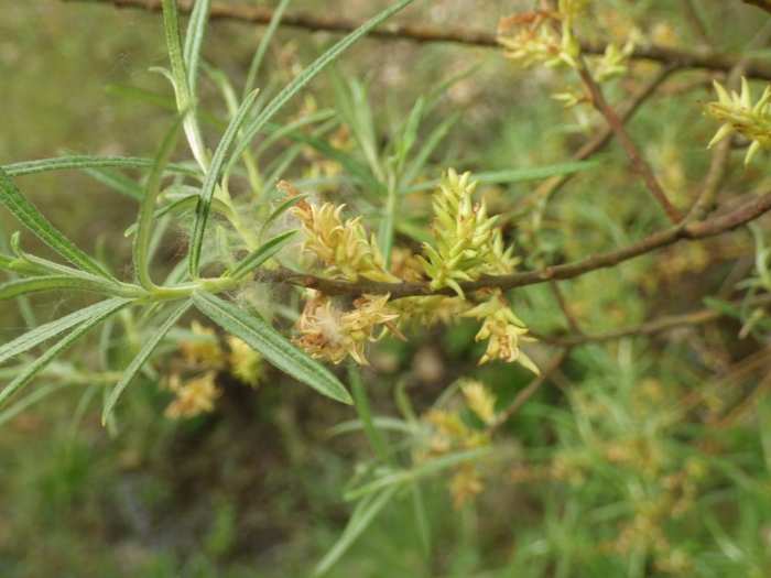 Salix eleagnos image