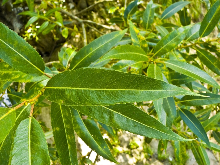 Salix ×fragilis image