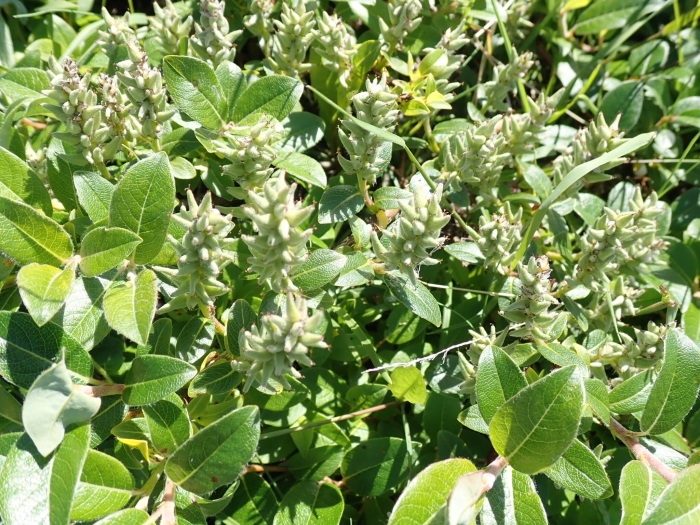 Salix glauca image