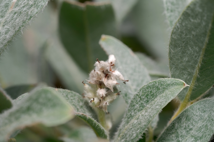 Salix glaucosericea image