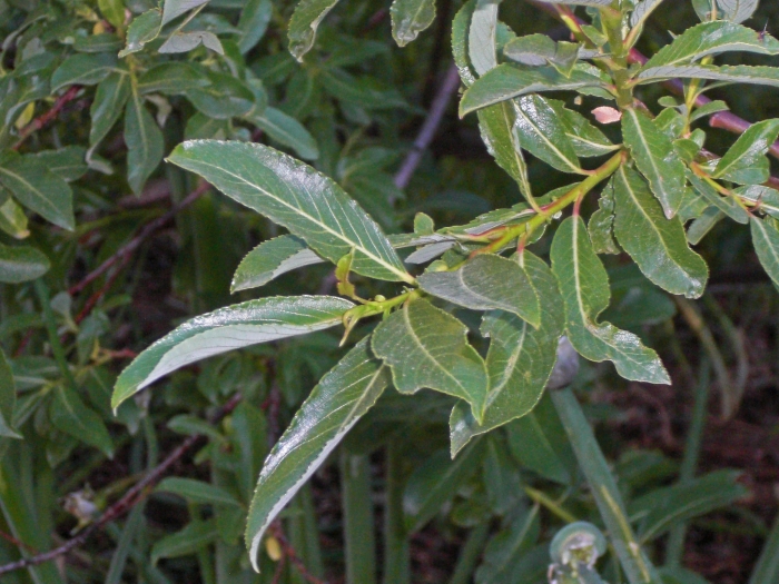 Salix melanostachys image