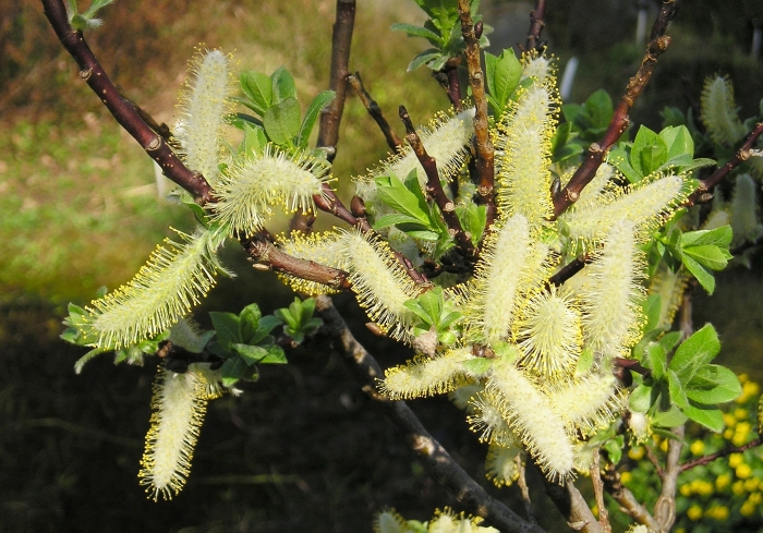 Salix hastata image