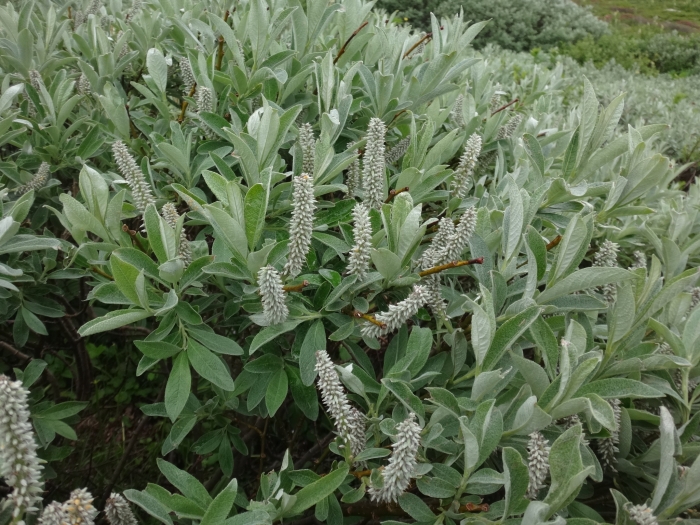 Salix helvetica image