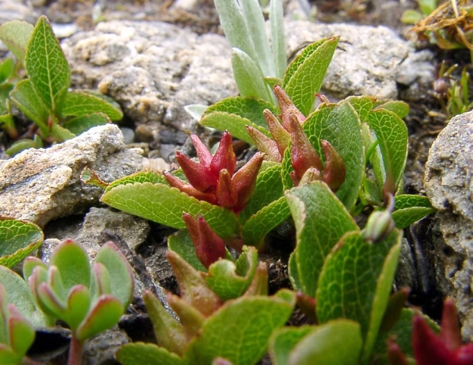 Salix herbacea image