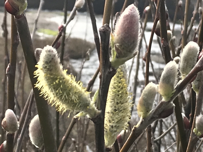 Salix hookeriana image