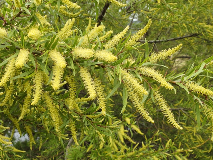 Salix humboldtiana image