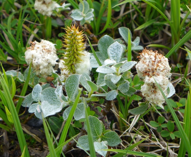 Salix lanata image