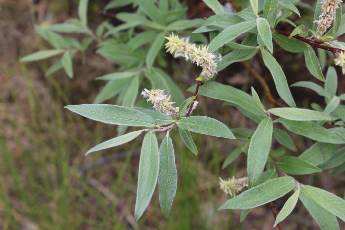 Salix lapponum image