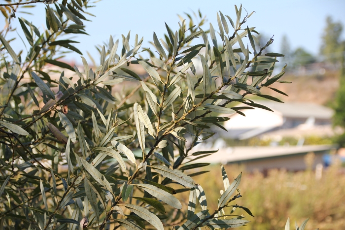 Salix lasiolepis image