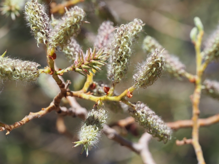 Salix lemmonii image