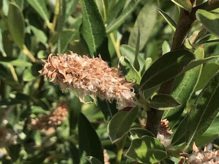 Salix ligulifolia image