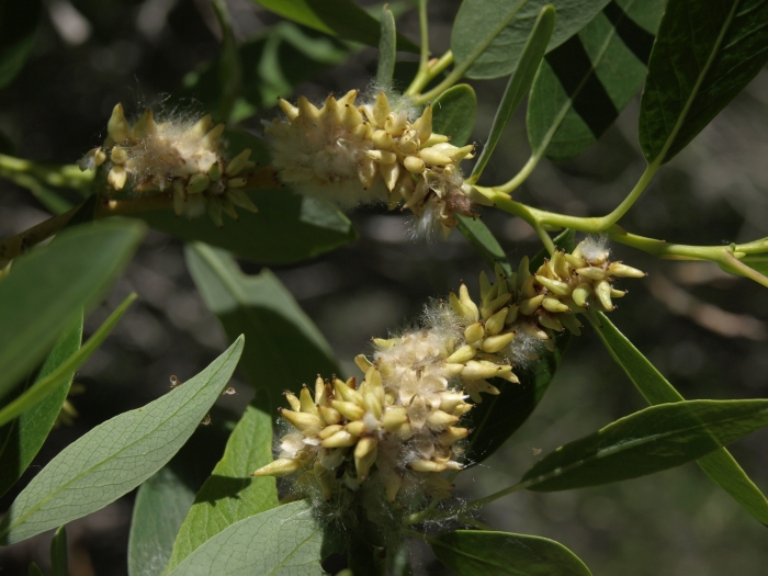 Salix lutea image