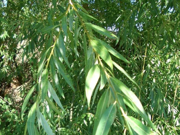 Salix matsudana image