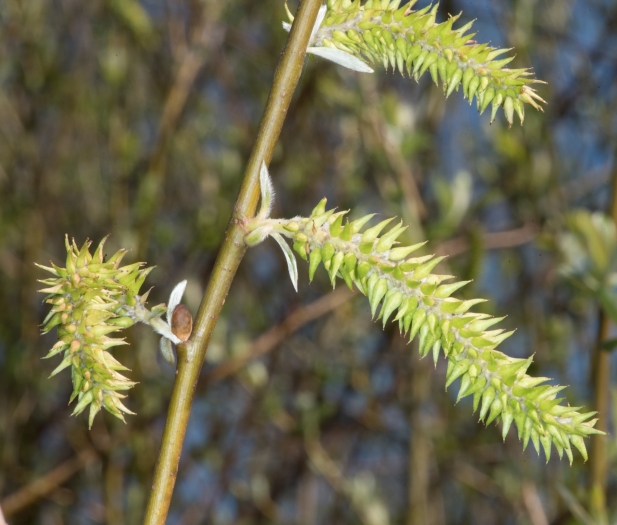 Salix melanopsis image