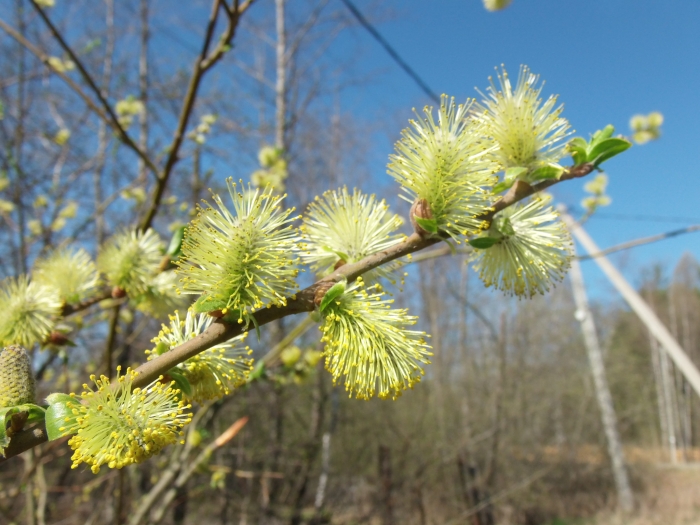 Salix myrsinifolia image