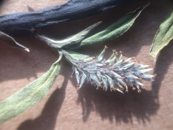 Salix petiolaris image