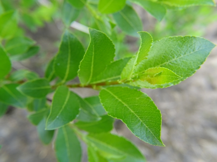 Salix phylicifolia image