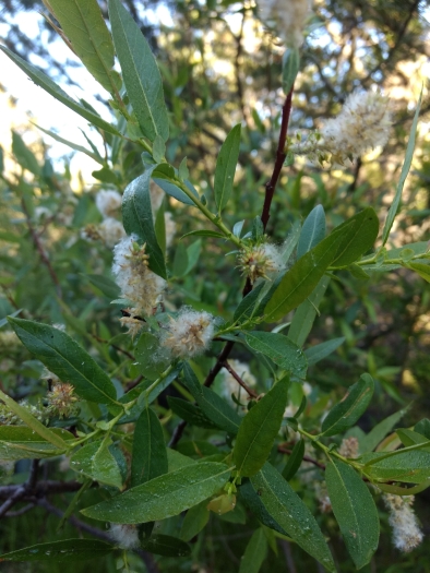Salix prolixa image
