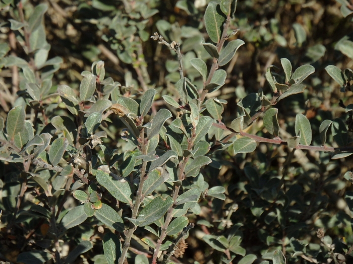 Salix repens image